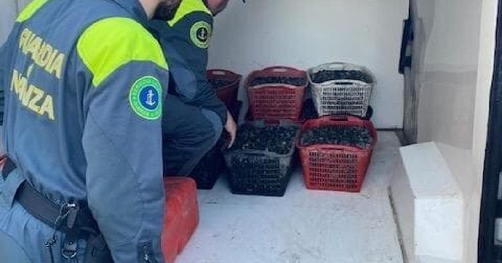 Raccolta abusiva di vongole:  sequestrati quasi 5 quintali