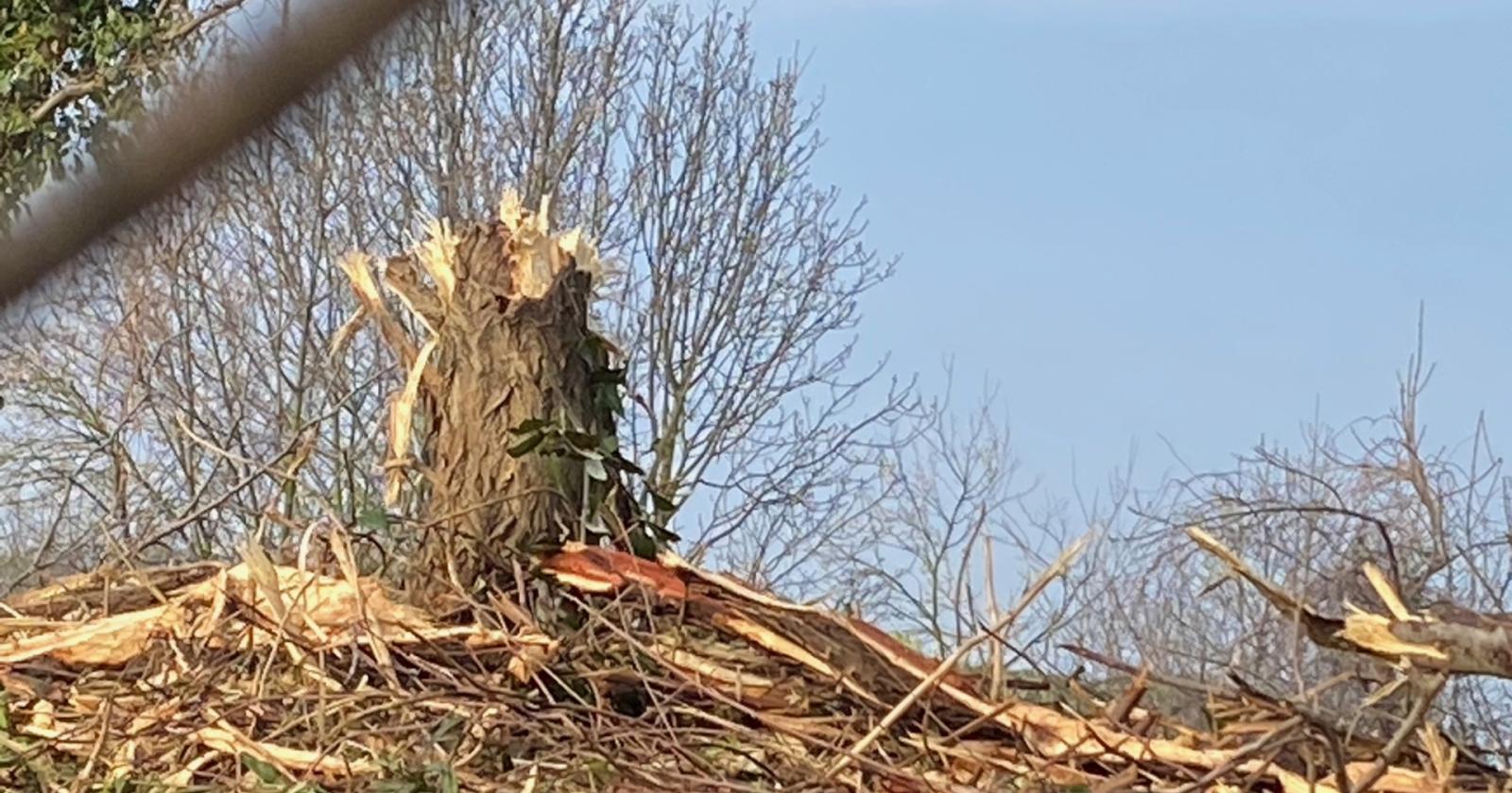 Alberi abbattuti, il comitato chiede risposte