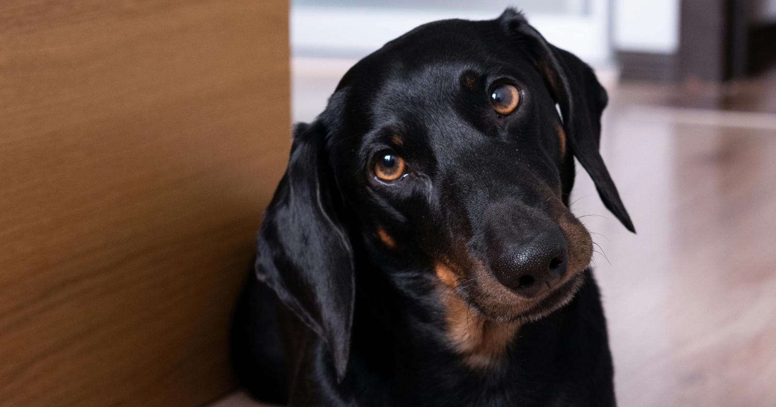 Cane in fuga: salva in extremis