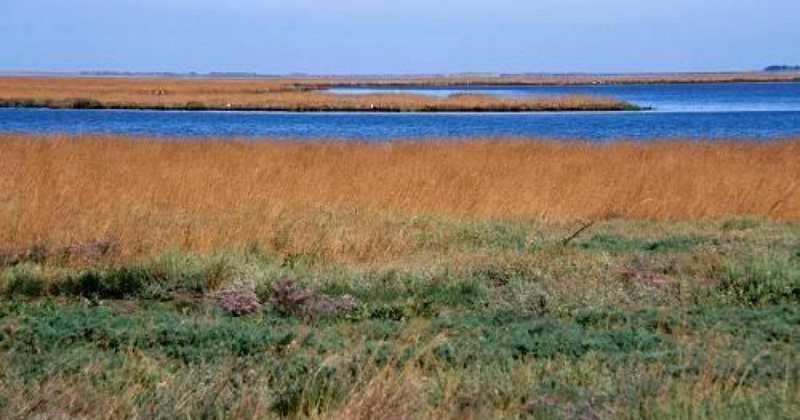 La Marcia dell'Asparago torna in Valle Millecampi