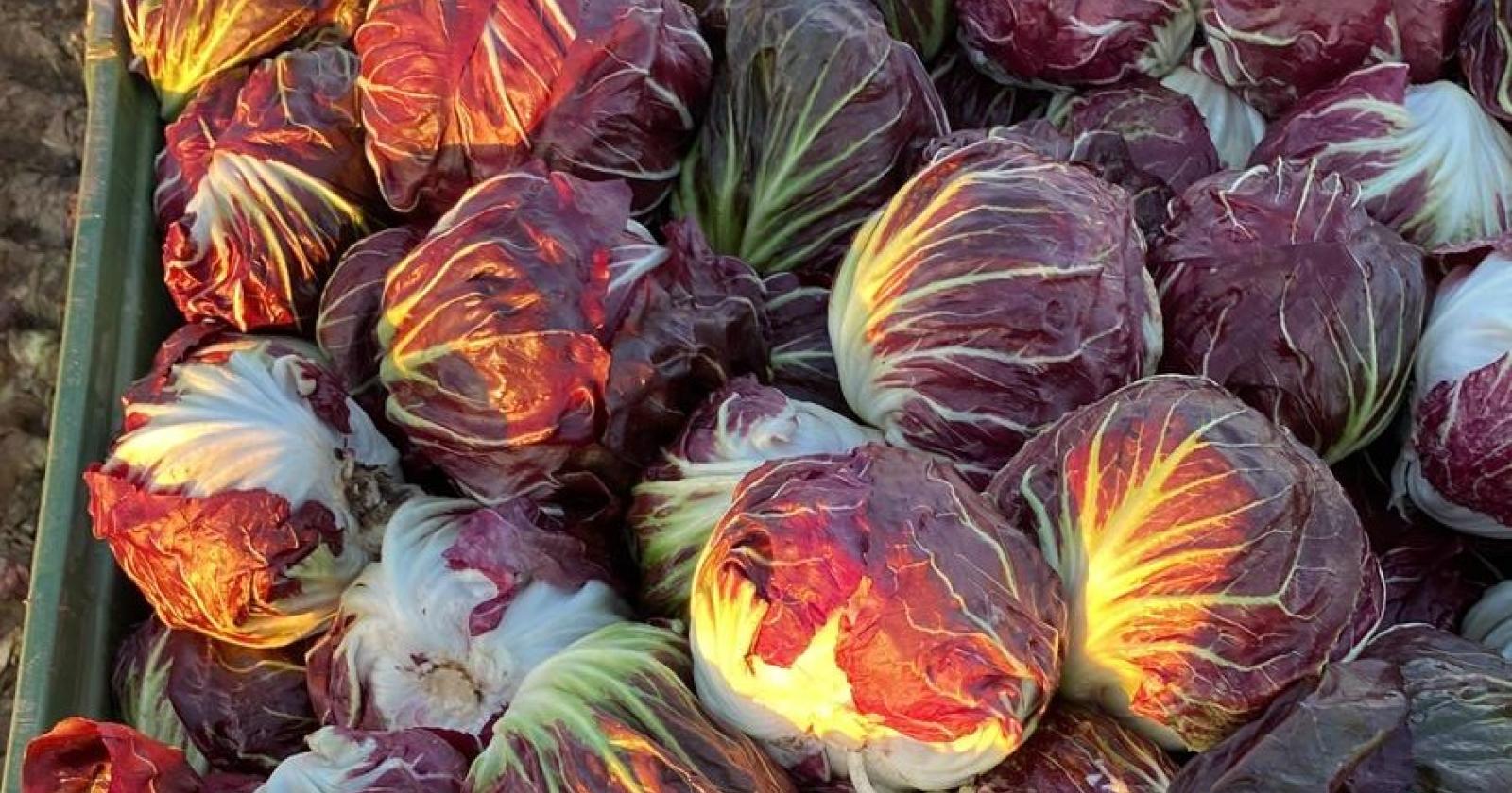 Radicchio, perdite fino al 100%