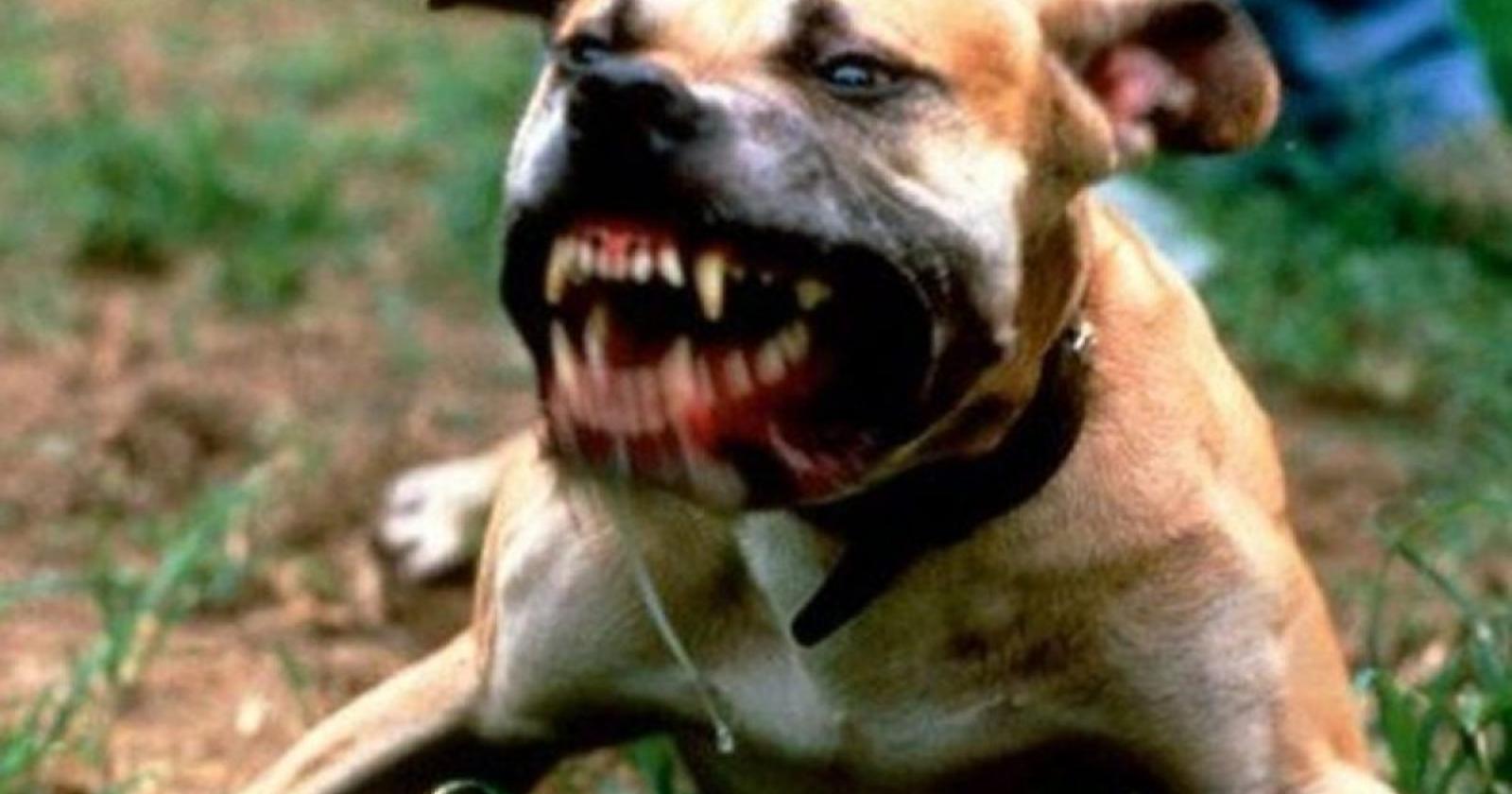 Carmignano di Brenta: l'incubo dell'Amstaff, il sindaco chiede il sequestro immediato