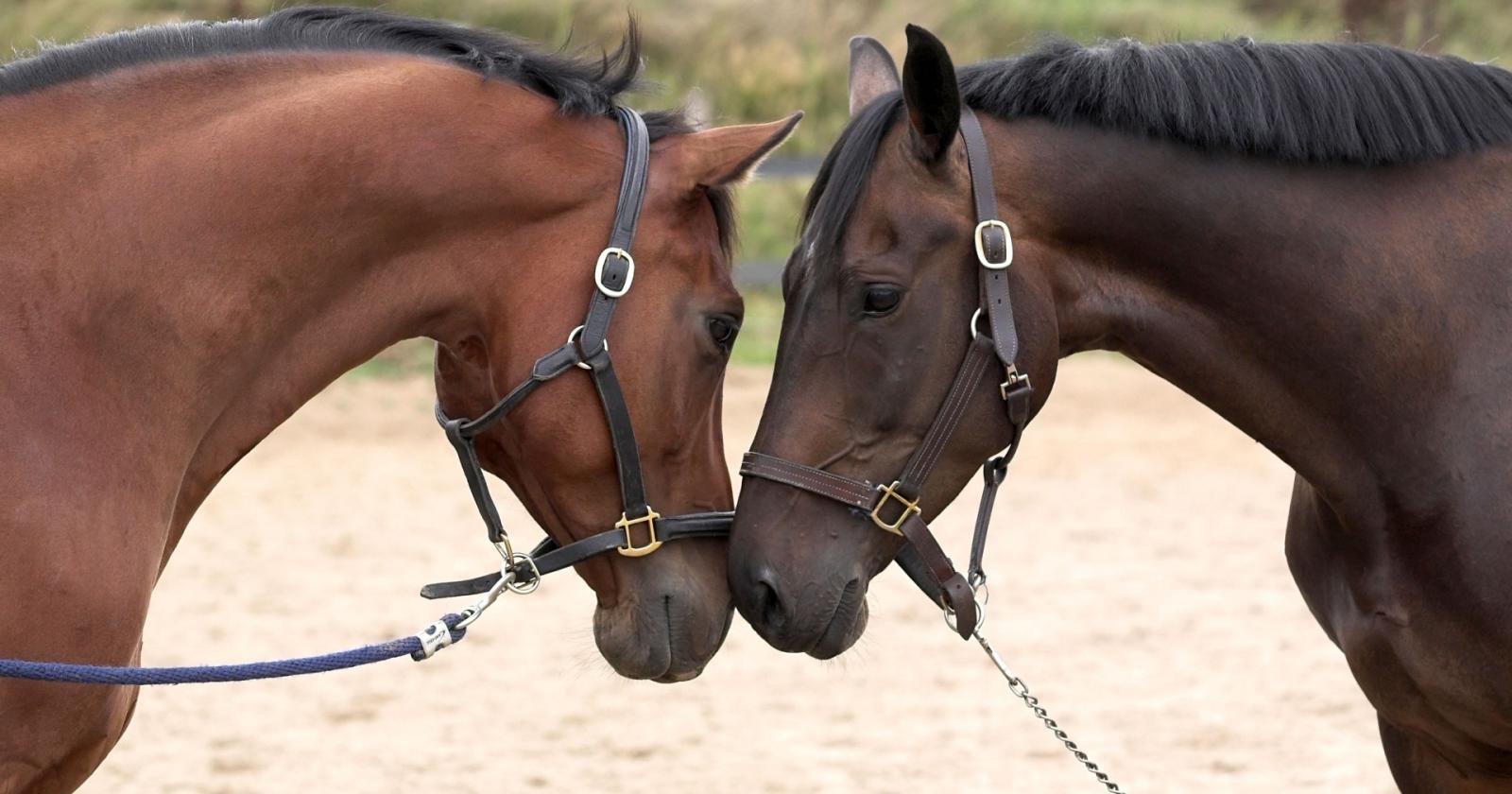 Divieto di macellazione di cavalli, asini, muli e pony: la nuova proposta di legge approda al Senato