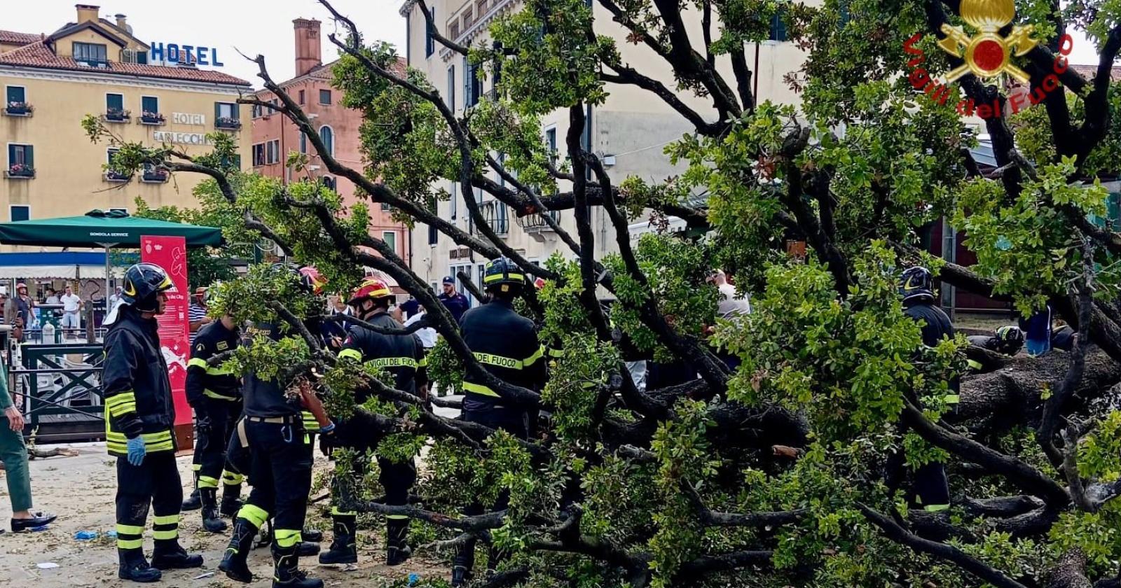 Il leccio di piazzale Roma era da abbattere