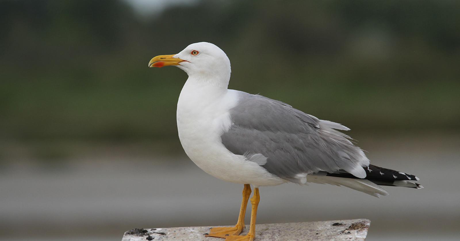 Gabbiano trovato morente, era ubriaco
