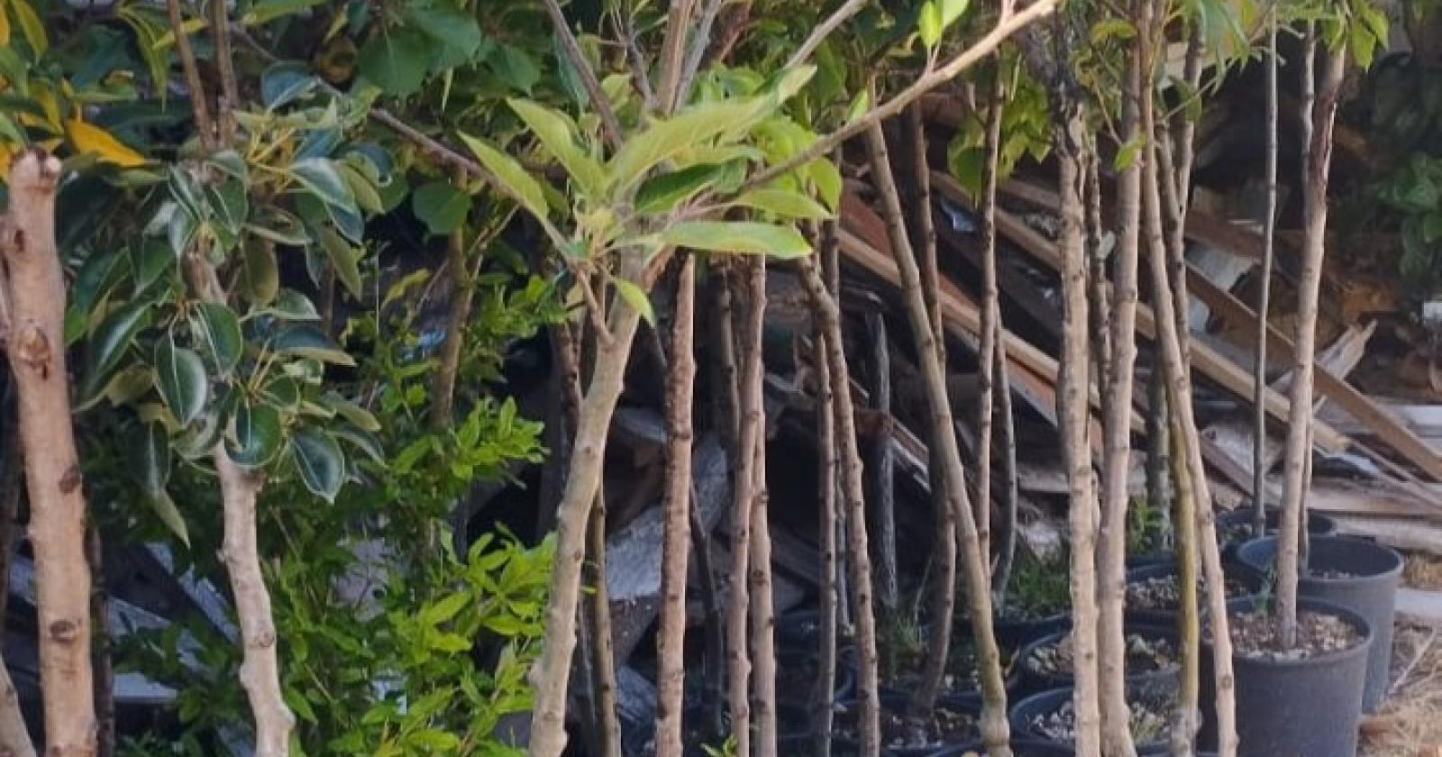 40 alberi da frutto per le scuole