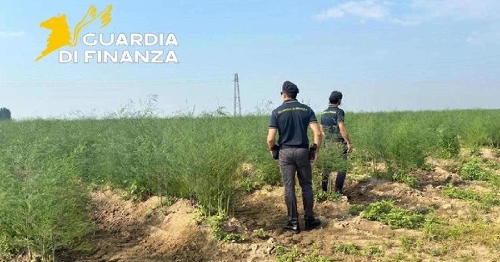 Braccianti sfruttati nei campi tra Rovigo e Chioggia: scatta il provvedimento del Gip