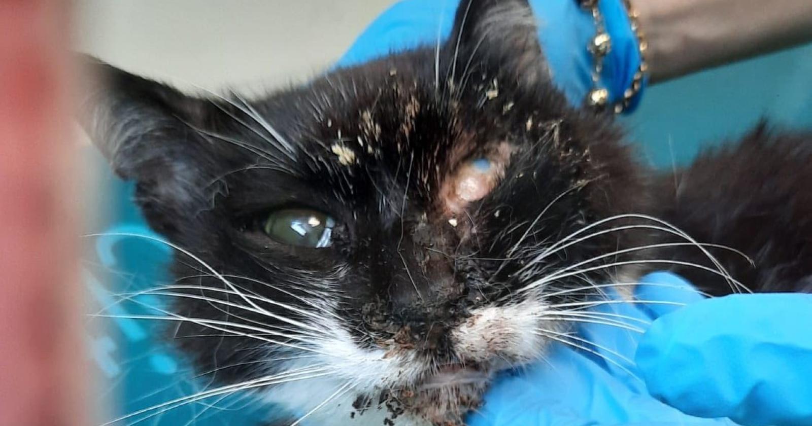 Il gattile ora serve più che mai