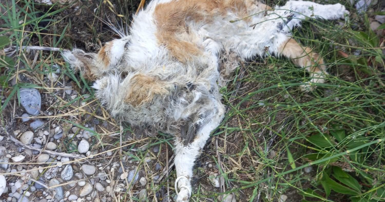 Orrore a Isola Verde: gatta seviziata e uccisa,