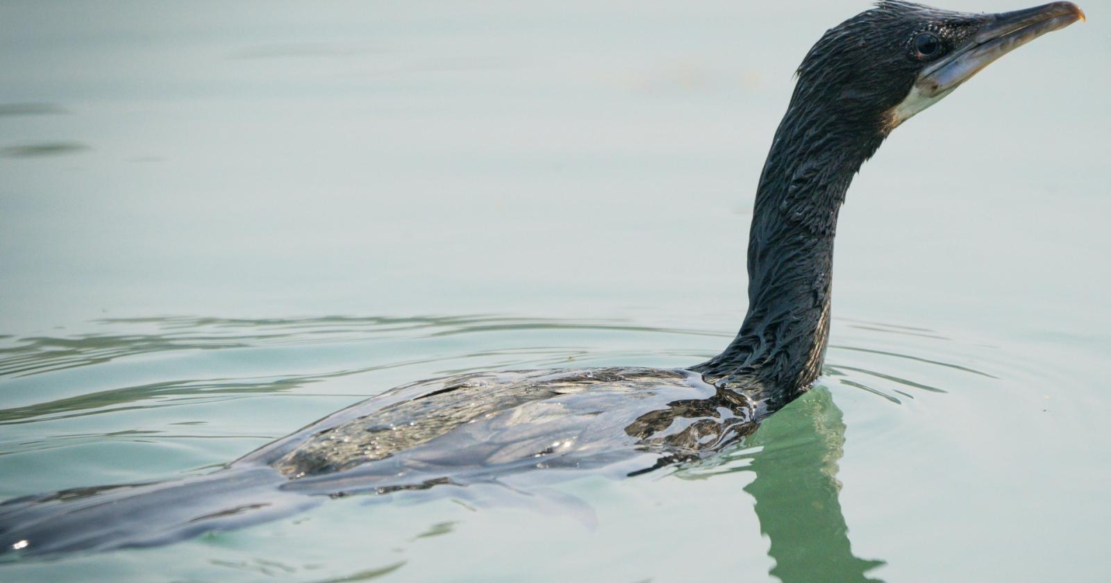 Veneto, approvato il Piano di controllo del cormorano 2025–2029