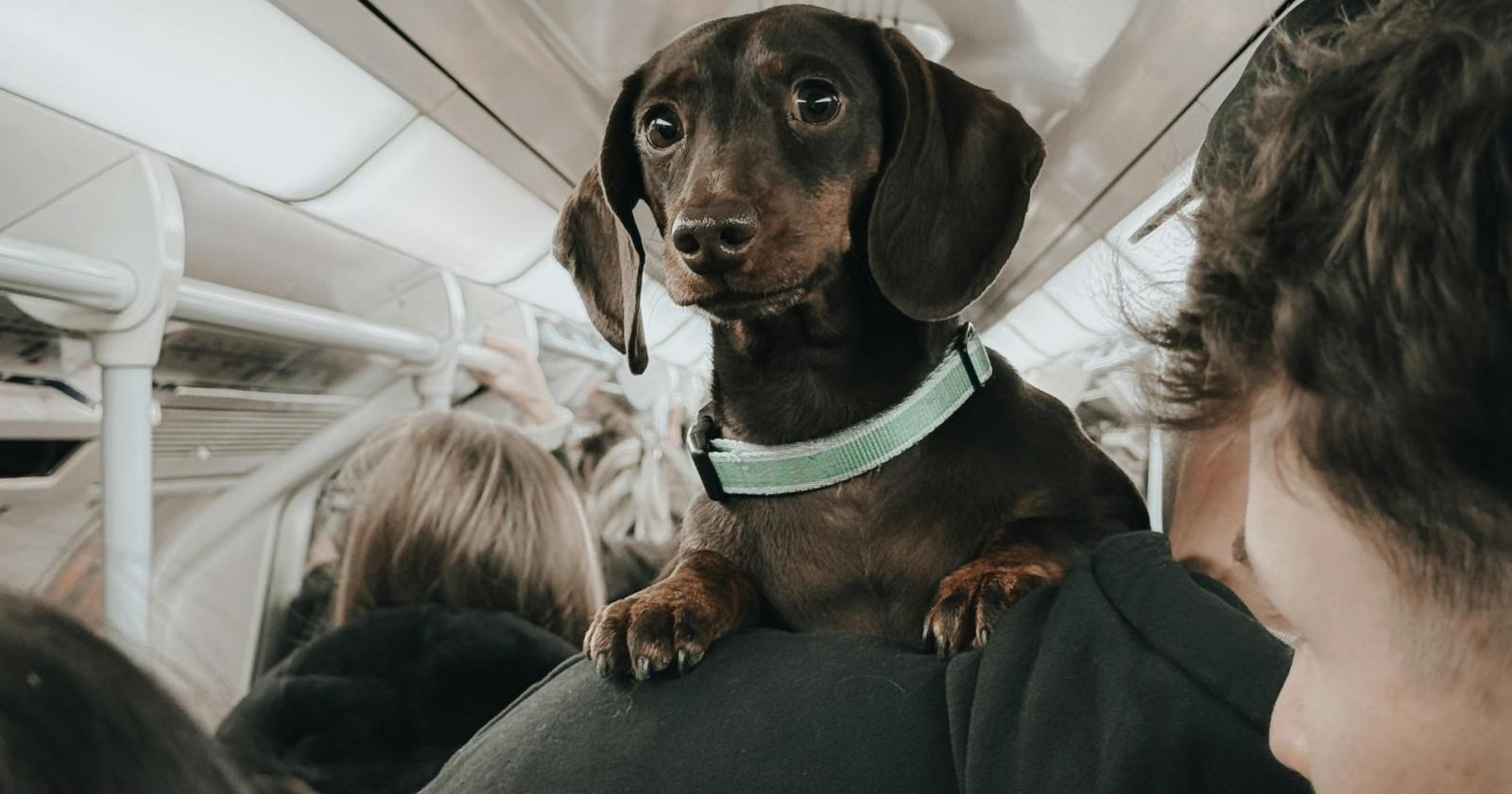 Trenitalia apre le porte ai cani