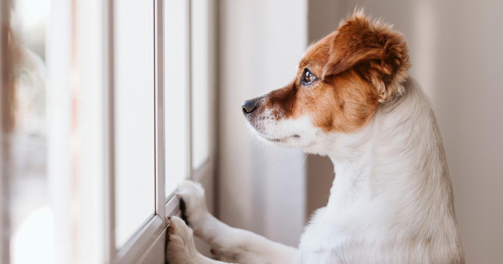 Vacanze a sei zampe: come viaggiare sereni con il cane senza stress