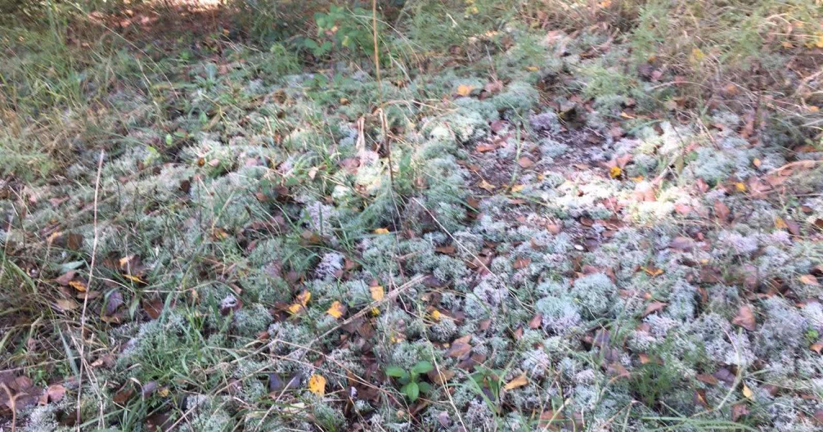 Forte, gli habitat a rischio