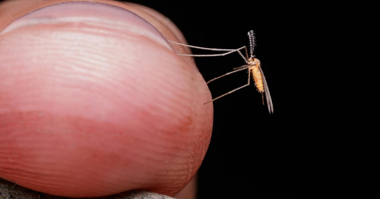 West Nile, attivo lo screening sul sangue donato in Veneto