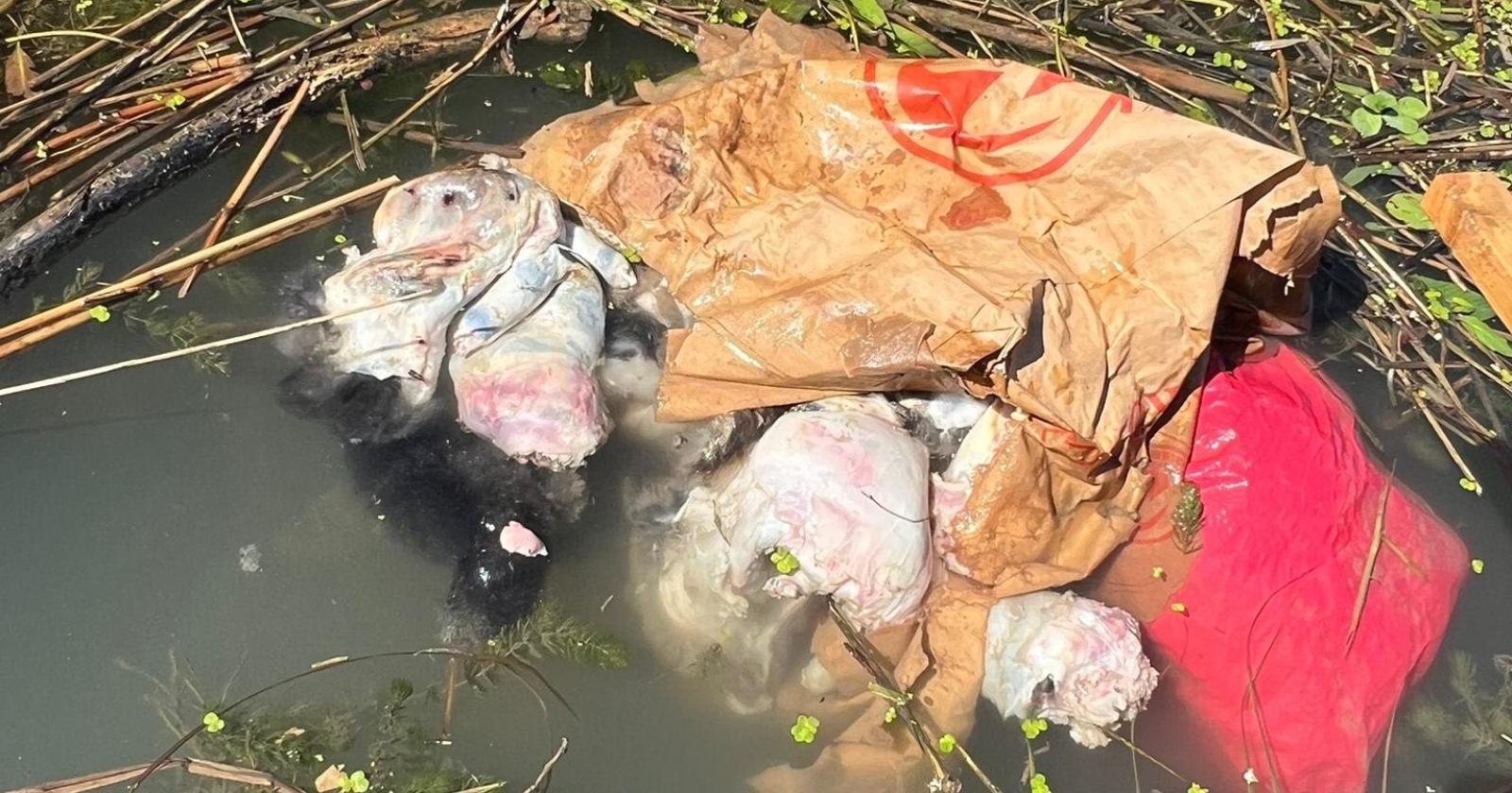 Orrore sul canale,  gattini chiusi in un sacco e lasciati a morire