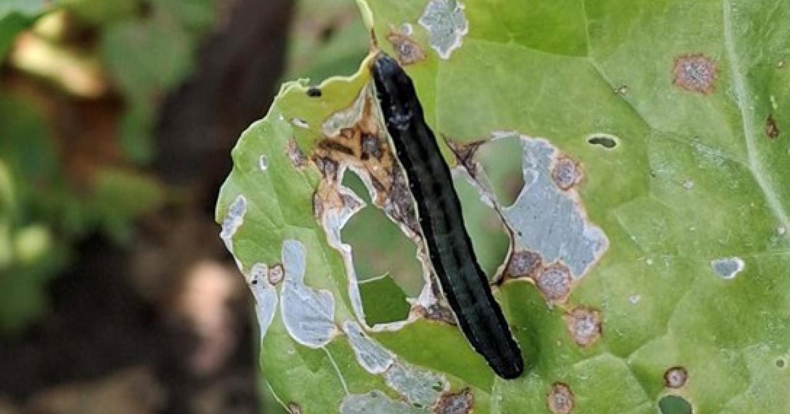 Bietola da zucchero: clima rovente e assenza di fitofarmaci mettono a rischio le coltivazioni