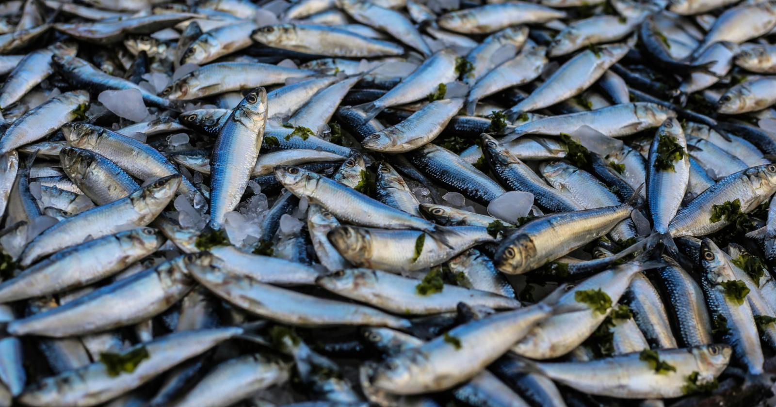 Pesca del pesce azzurro crescono i numeri a Chioggia e nel Delta del Po