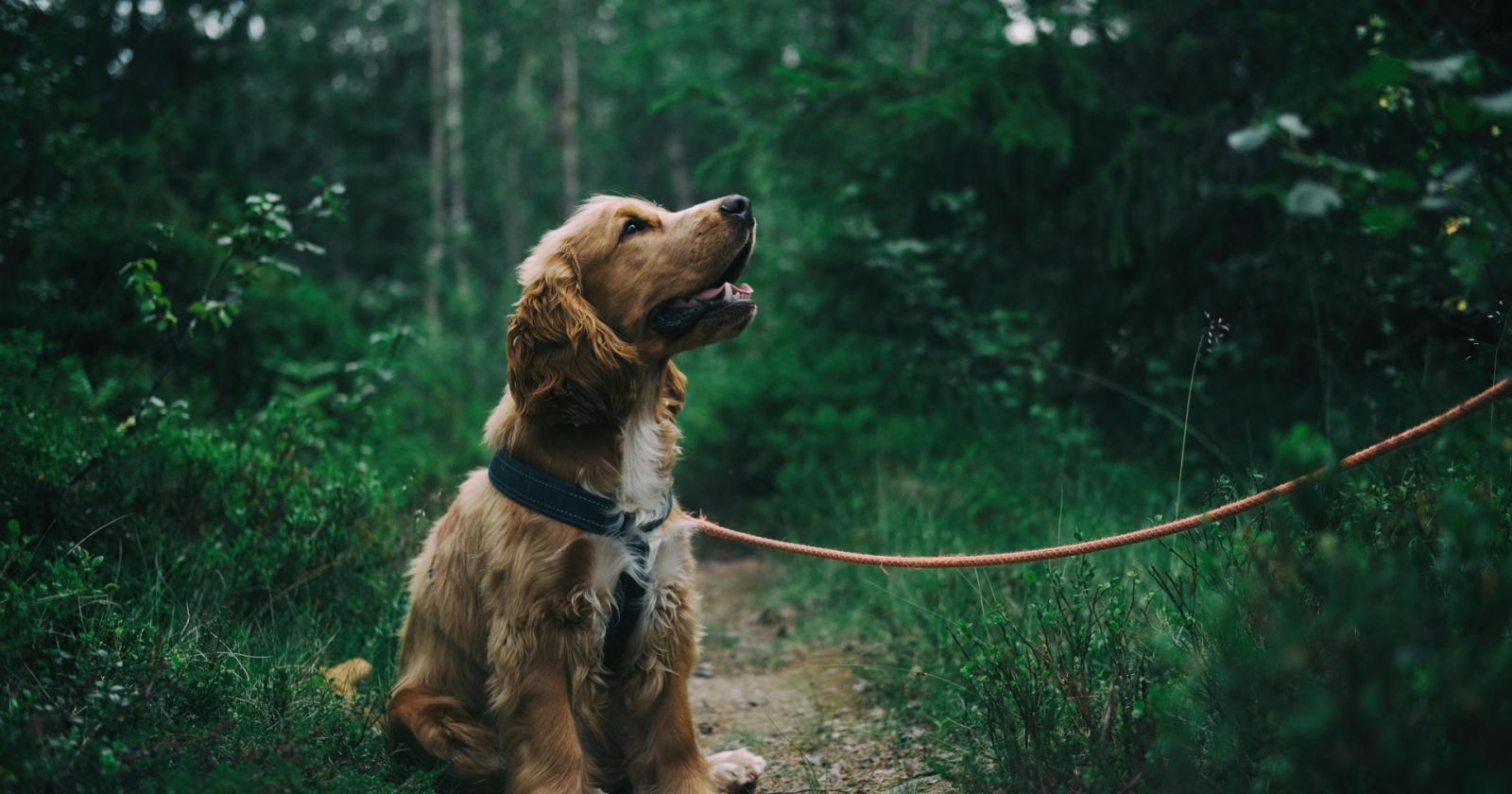 Zecche sul cane: come riconoscerle, rimuoverle e proteggere il tuo amico a quattro zampe