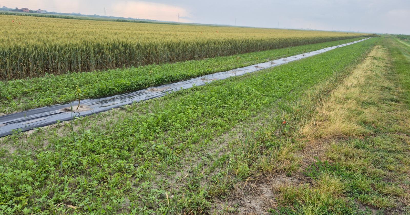 Biodiversità per proteggere la laguna