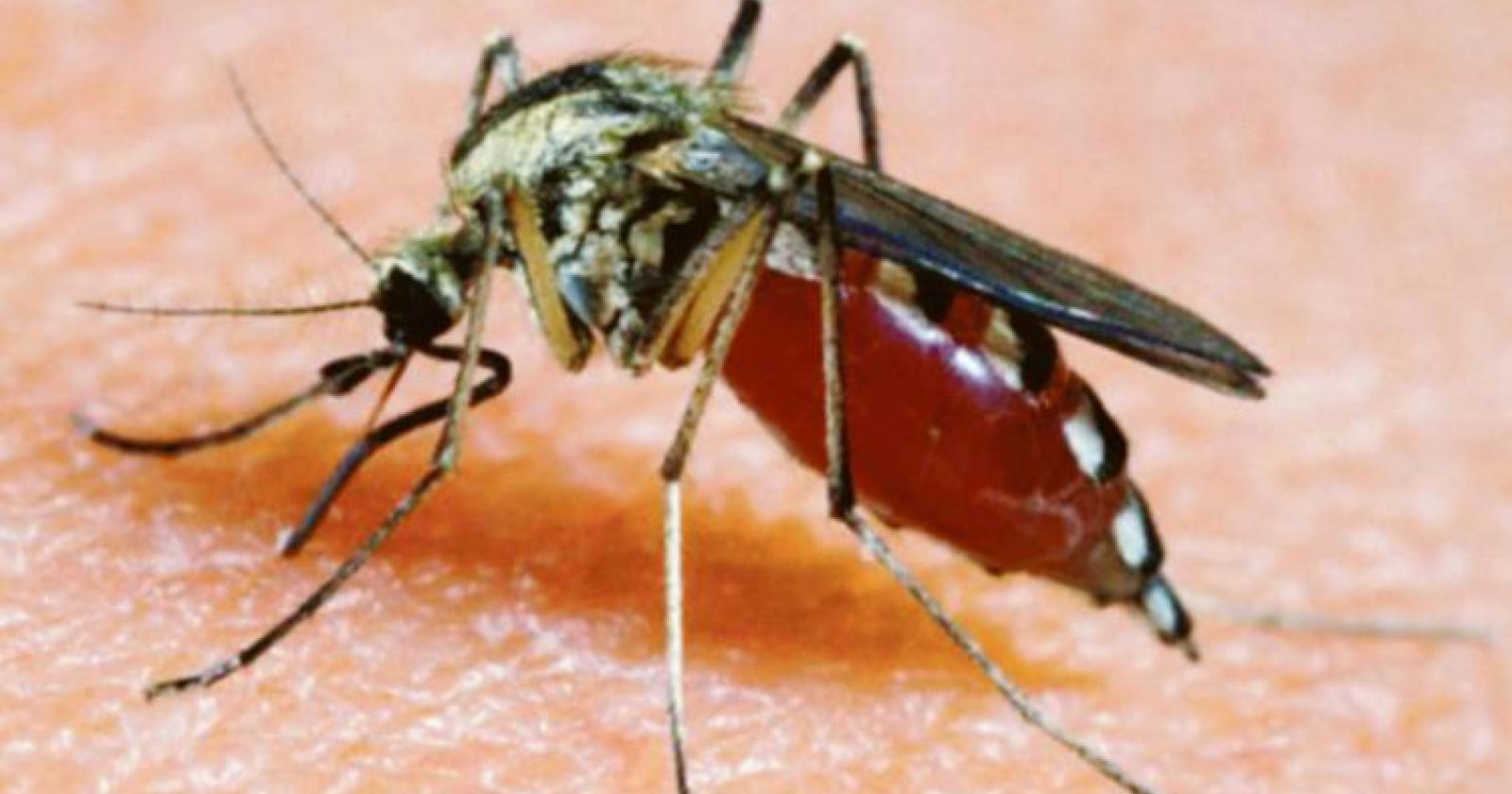 West Nile, 81enne di Castelmassa la prima vittima in Veneto