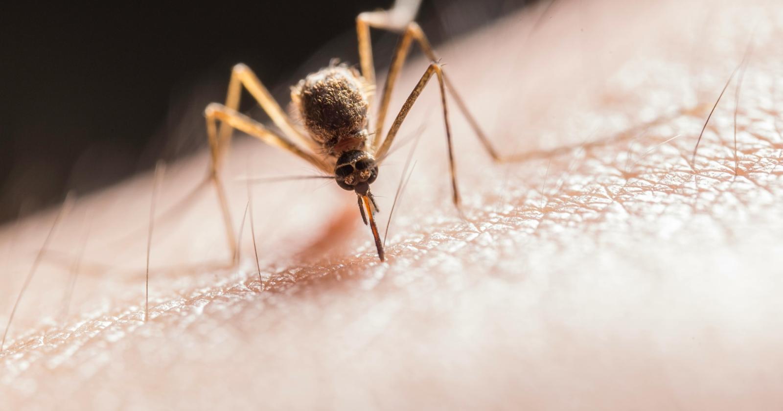 Chikungunya, in arrivo il vaccino