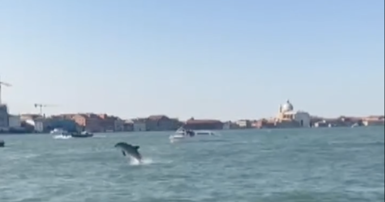 Un giovane delfino fa il suo ingresso spettacolare nel cuore di Venezia