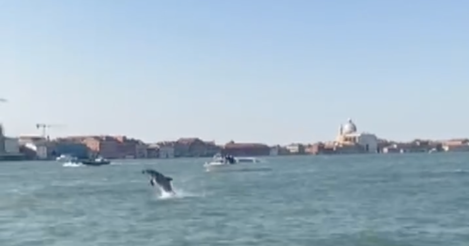 In corso il trasferimento del delfino “Mimmo” dal bacino di San Marco alla Laguna Nord
