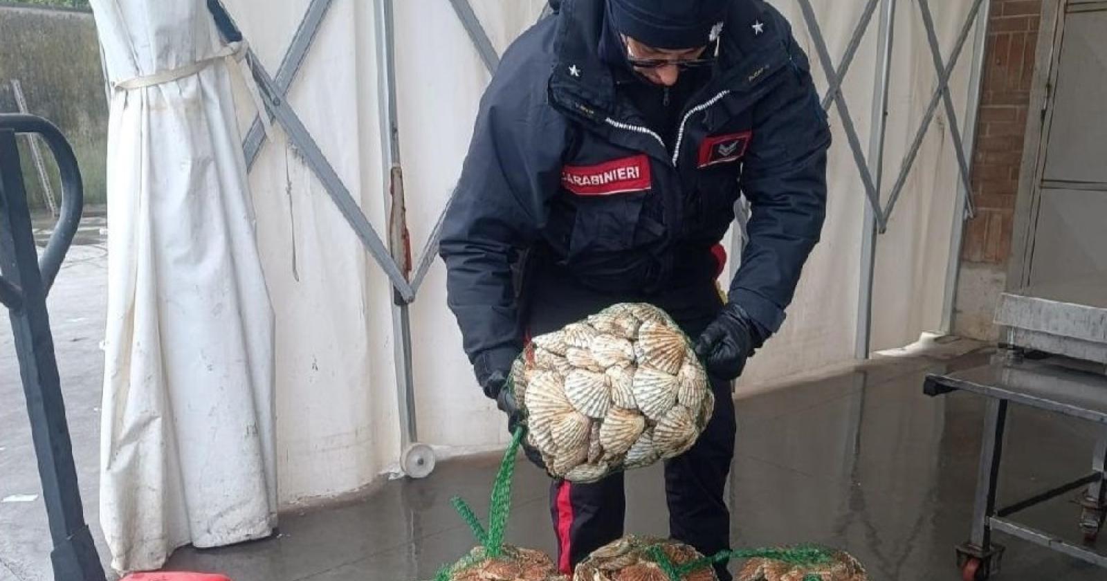 Capesante illegali, scatta il sequestro