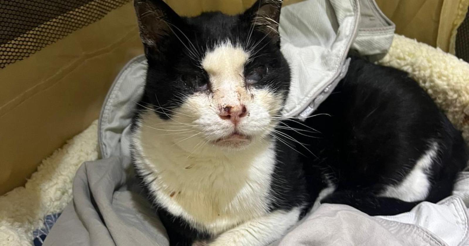 Gatti: è di nuovo allarme