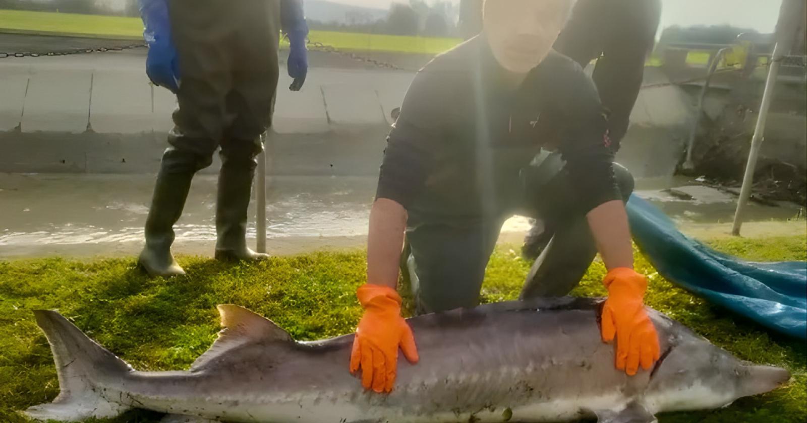 E' tornato lo storione beluga!