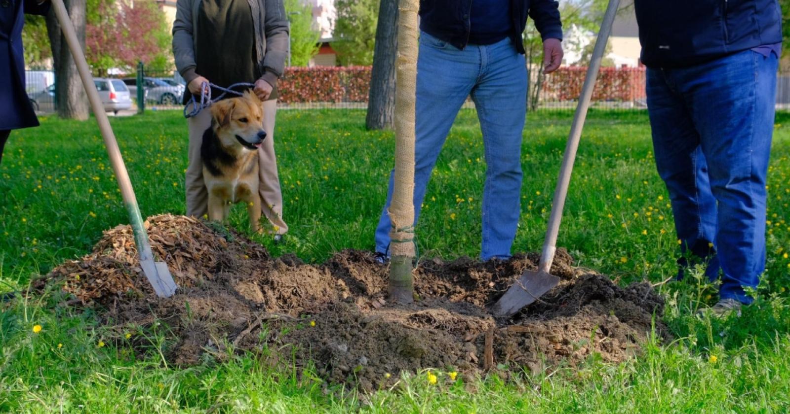 Cittadini protagonisti del verde: il Comune distribuisce oltre mille alberi