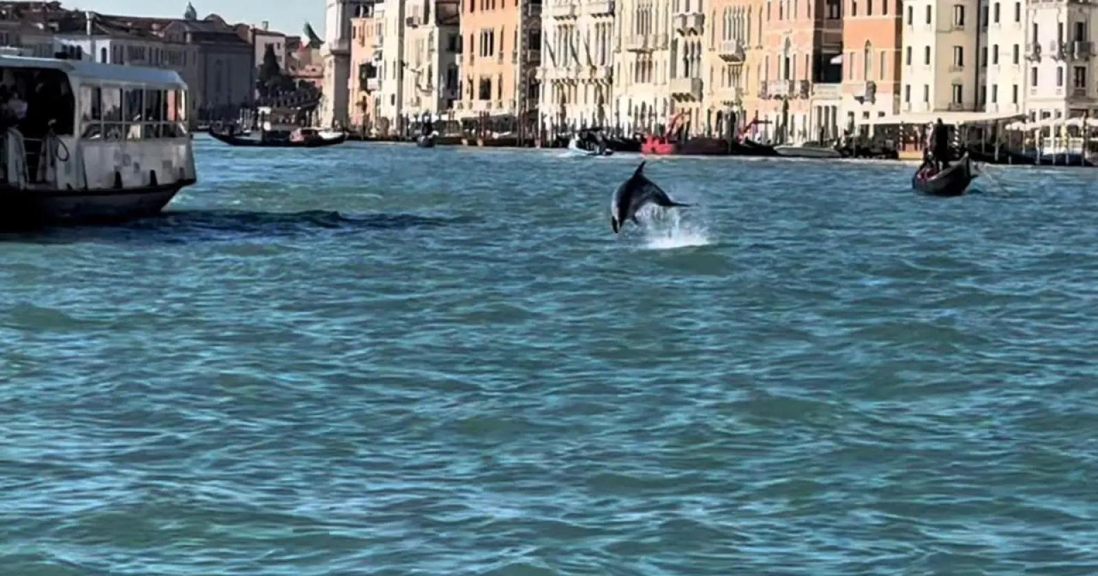 Il delfino Mimmo torna in Laguna