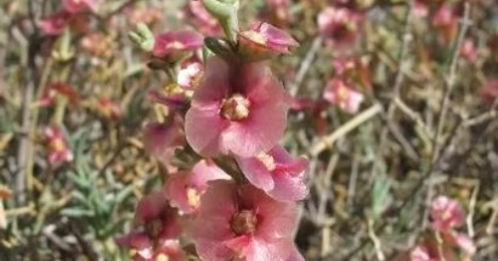 Ecco le piante che combattono il sale