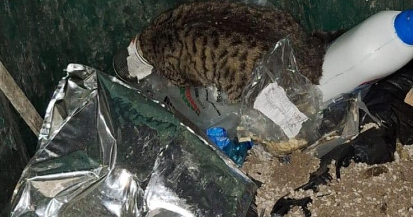 Si incastra in una lattina: micio salvato dai pompieri