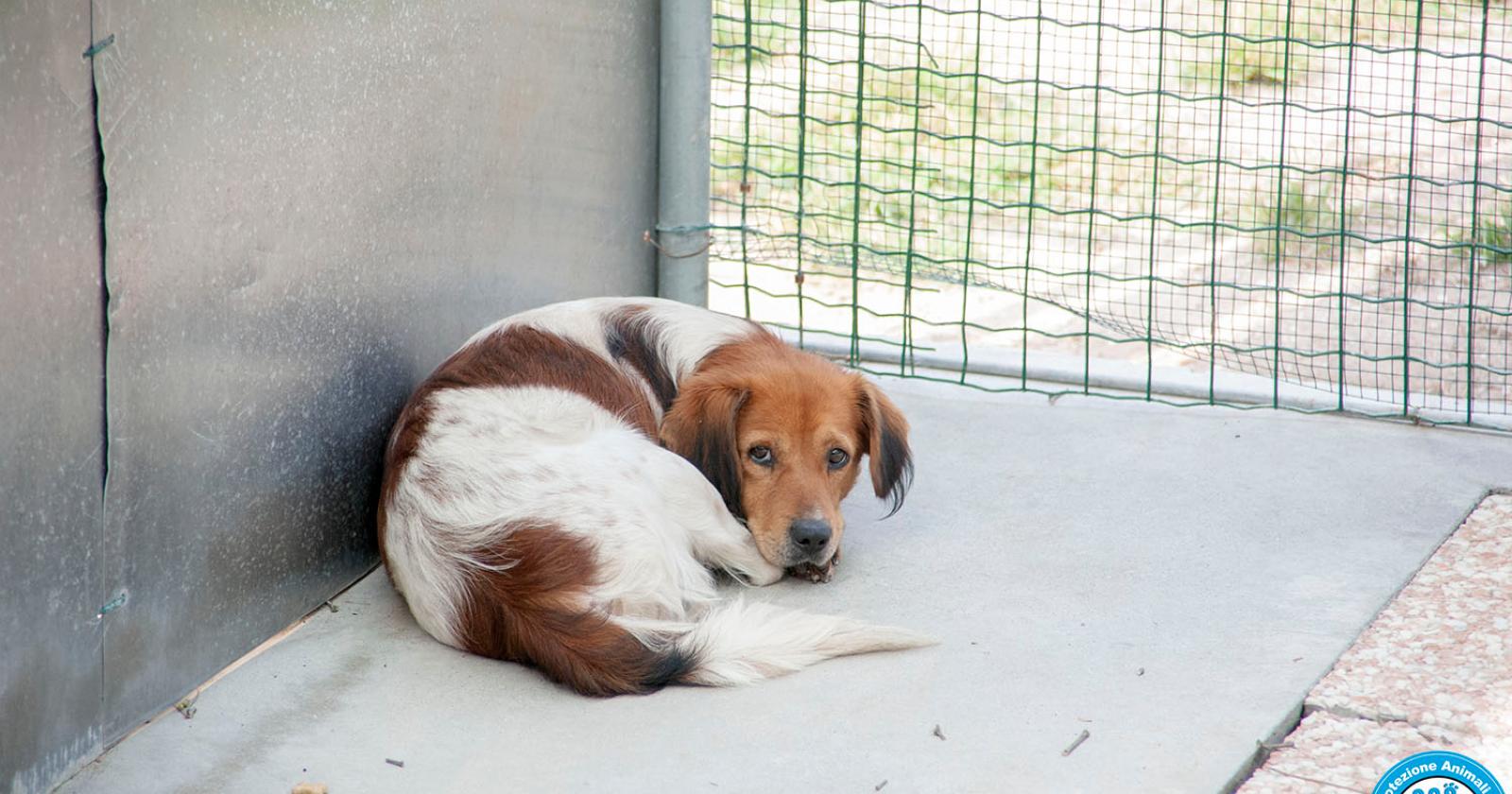 Un regalo di Natale che scalda il cuore&hellip; e salva una vita.