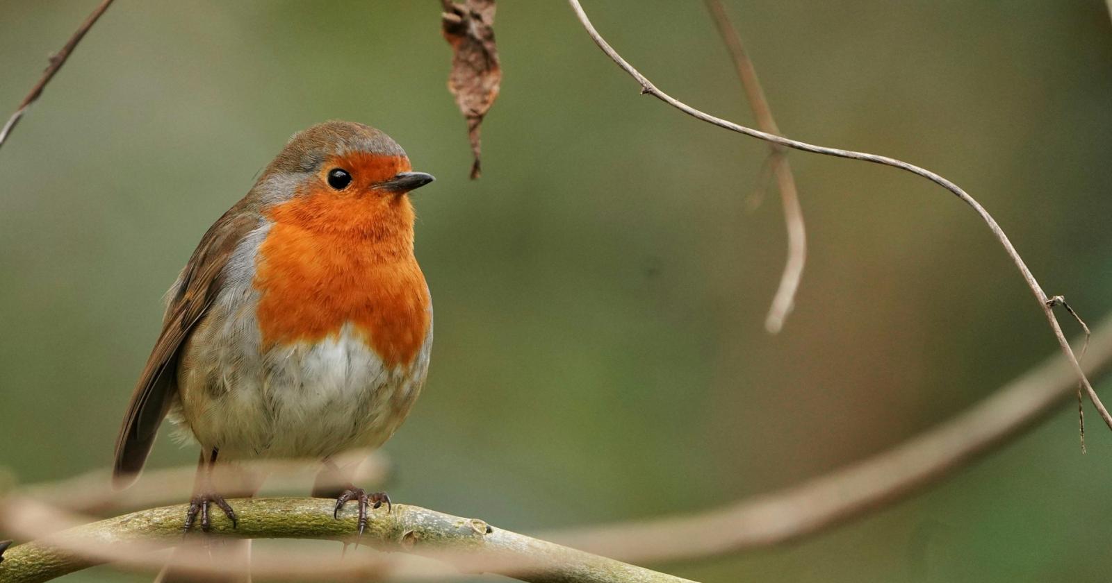 Capodanno e botti, l&rsquo;allarme della Lipu: &ldquo;Gravi conseguenze per la fauna selvatica&rdquo;