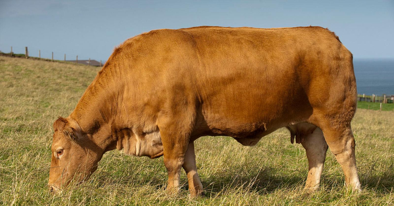 Toro in fuga a Mira, mobilitate le forze dell&rsquo;ordine