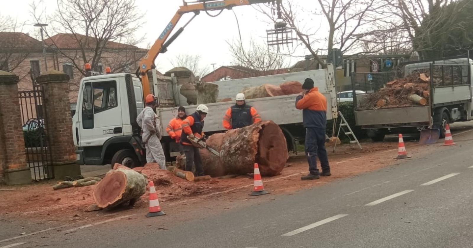 Alberi, continuano gli abbattimenti
