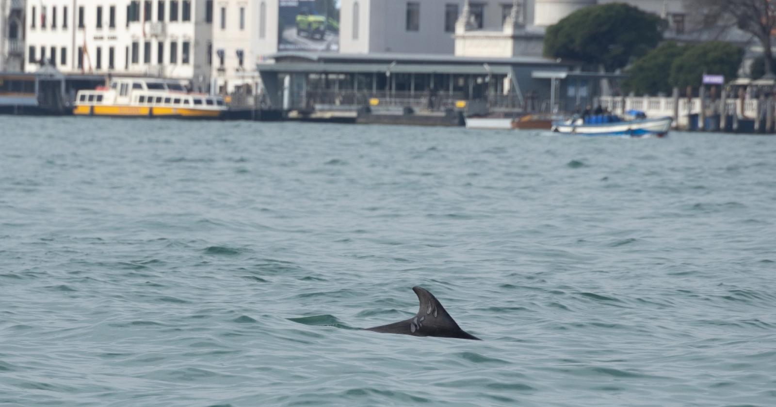 Delfino nel Bacino di San Marco, al via il monitoraggio scientifico