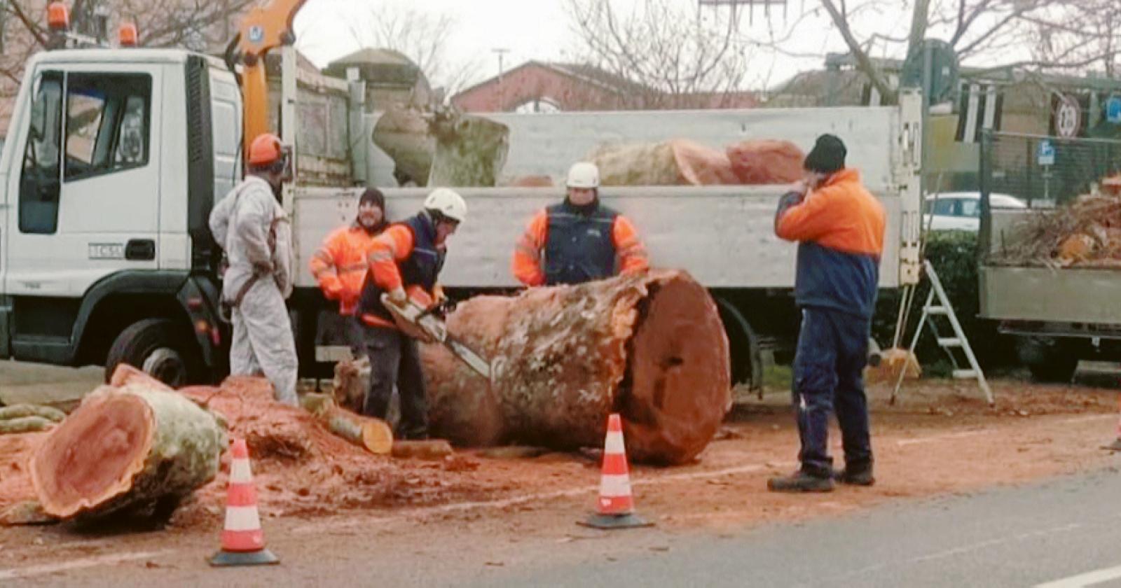 Amico giardiniere contro gli abbattimenti 