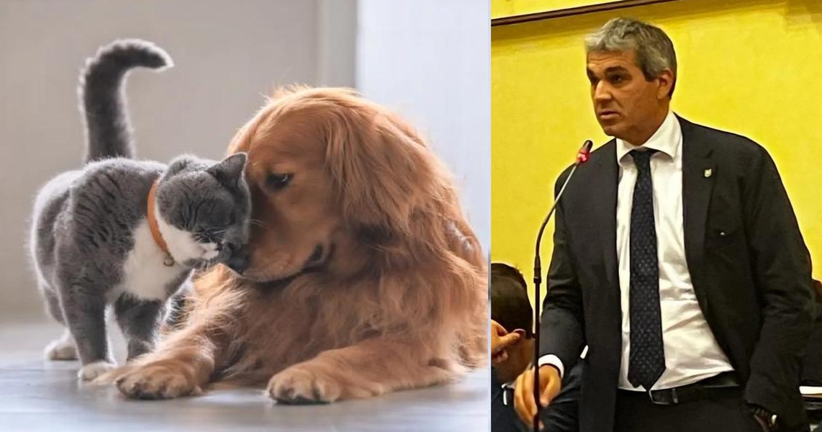 Pensioni per cani e gatti: nuove regole