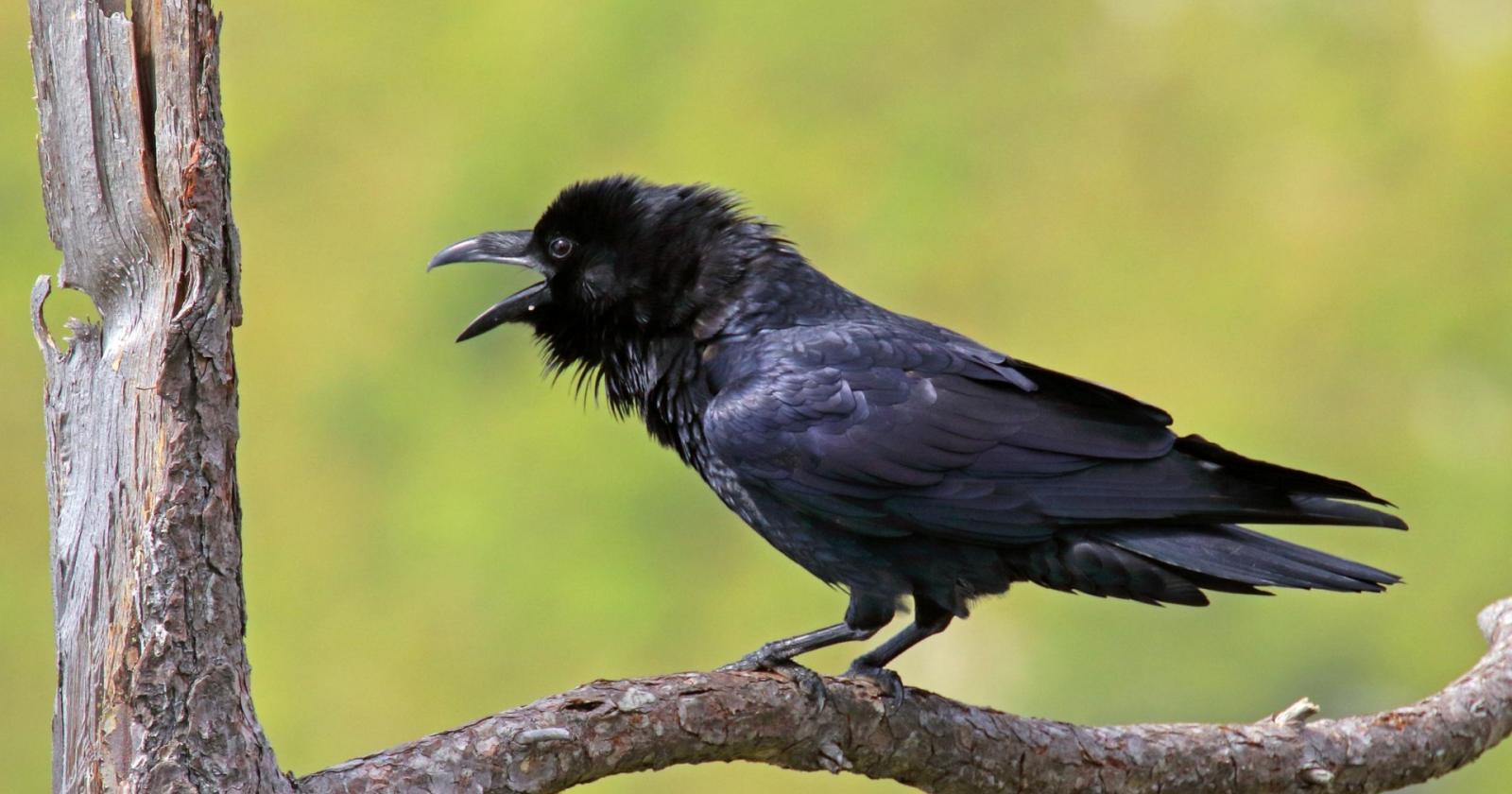 Un corvo imperiale (foto Lipu)