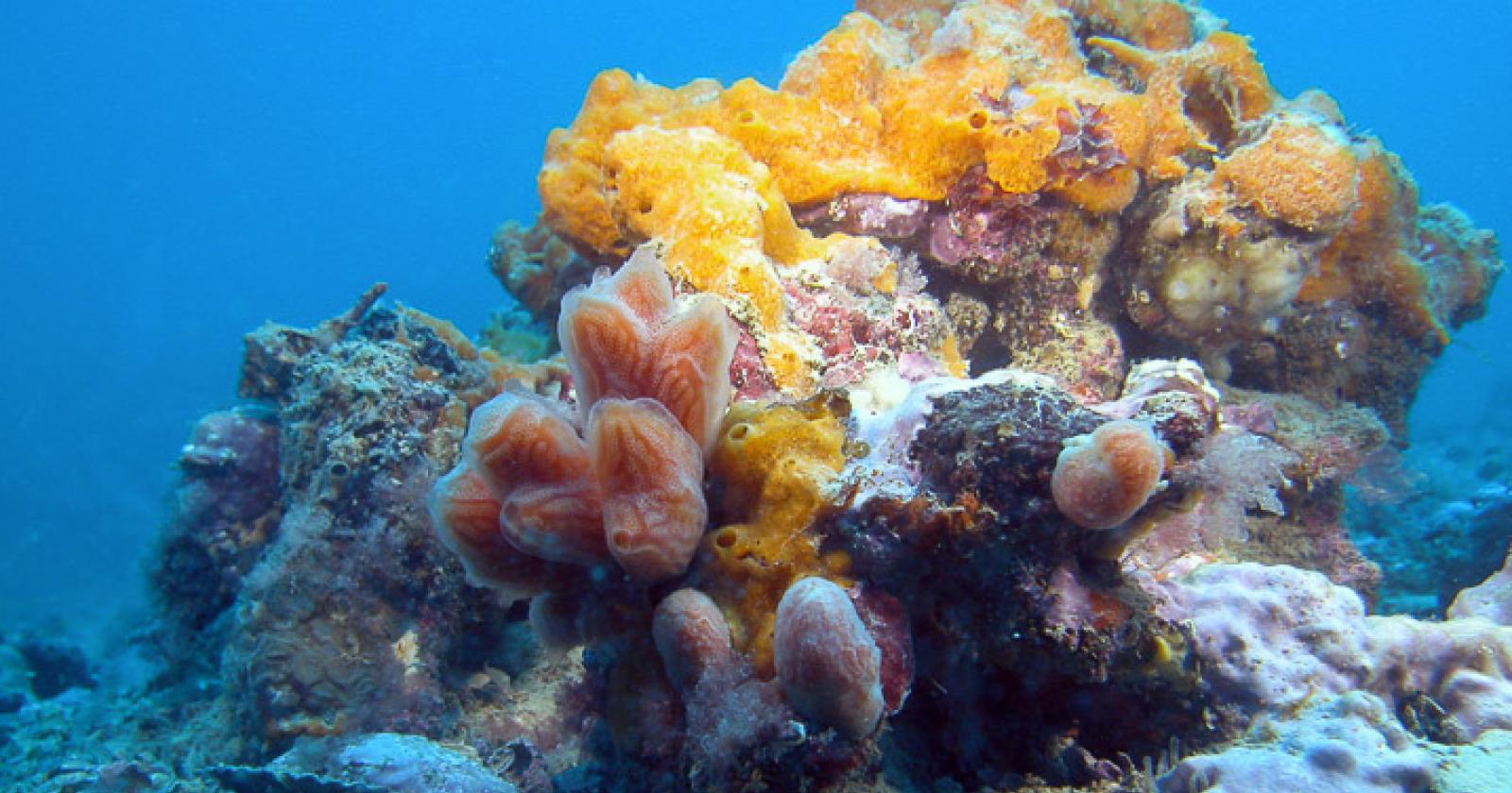 La giunta Armelao punta tutto sulle Tegnùe