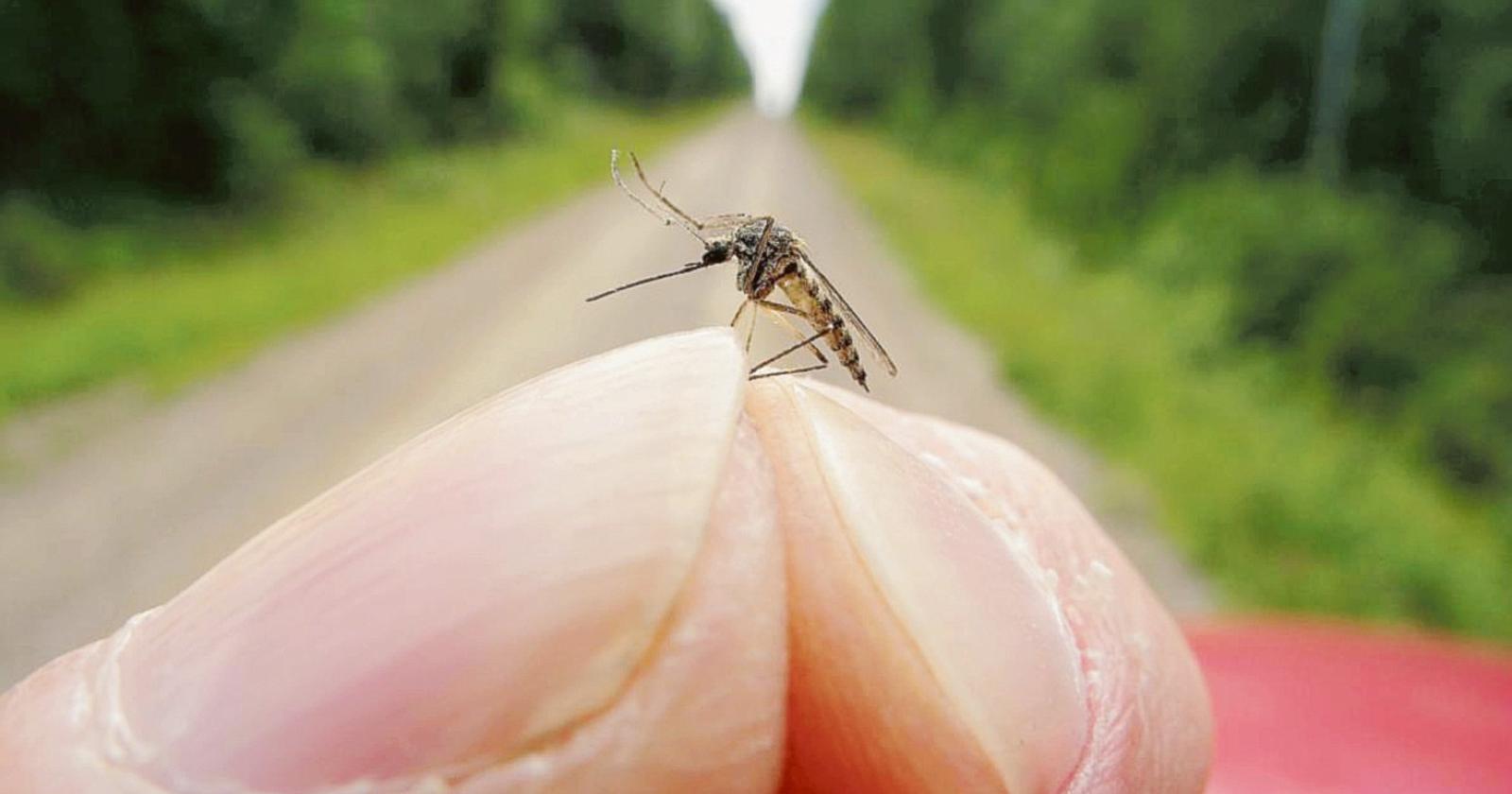 Zanzare, gli esperti: “Basta un tappo d’acqua per farle proliferare” 