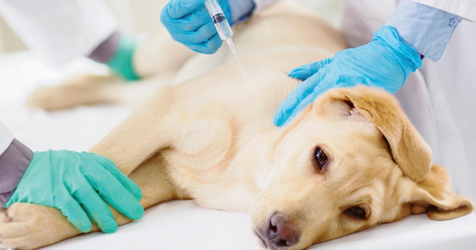 Cani mangiano droga e vanno in overdose, è allarme nel veneziano