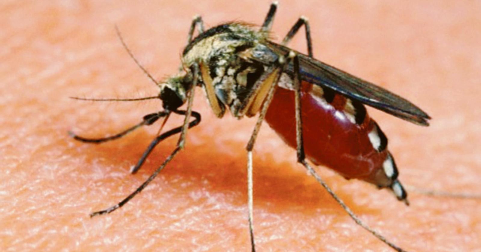 West Nile: confermata la presenza