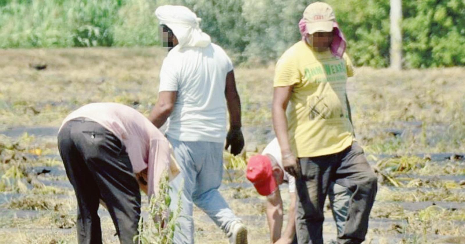 Lavoro irregolare , un 'giro' da 4,6 milioni di euro