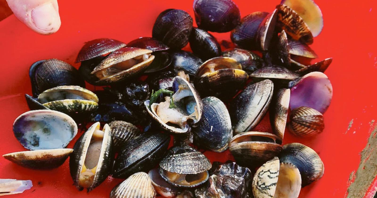 Moria vongole, 300 famiglie in crisi