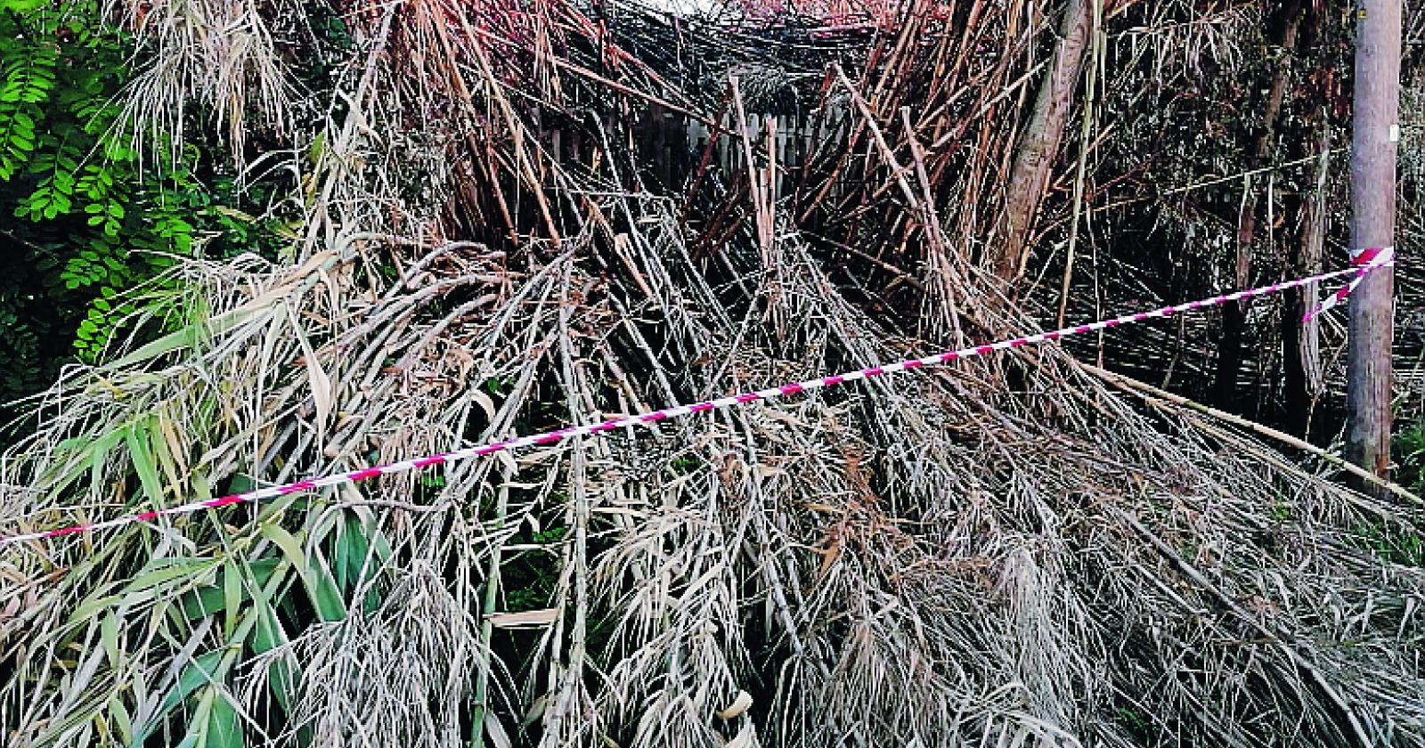 Il piromane colpisce lungo la passeggiata di Lusenzo