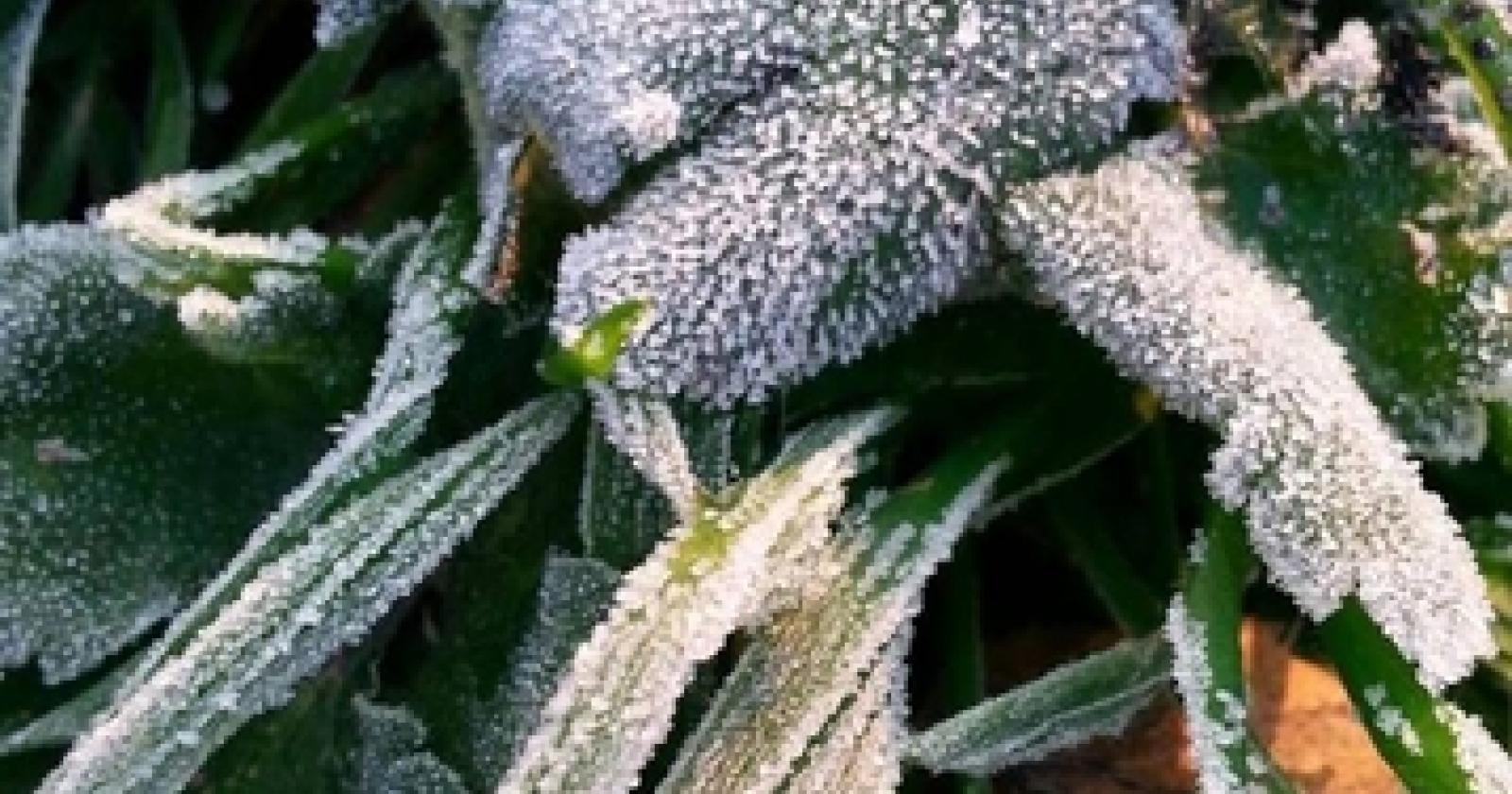 Notte di gelo in Veneto